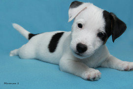 Джек Рассел терьер мальчики 2 мес.