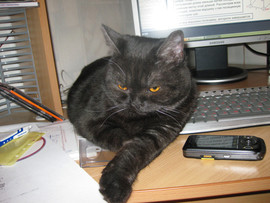 Ищем котика скотиш фолда для вязки