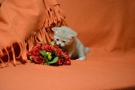 Британские котята 6