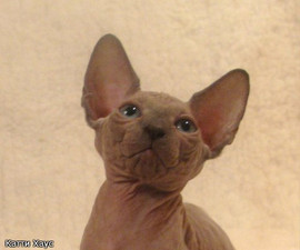 Очаровательные малыши канадского сфинкса! 2