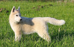 Высокопородные щенки породы Сибирский Хаски