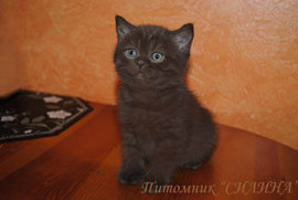 Британские котятки- милые ребятки. 3