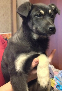 Щенок Элли, 4 месяца, в добрые руки!