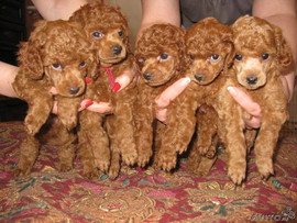 Щенки красного карликого пуделя