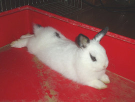 карликовые крольчатки