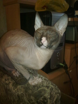 Кот Донской Сфинкс приглашает Кошечку для вязки