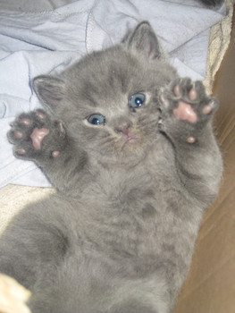 Британские котята с документами!