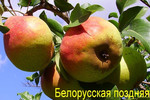 Груша Белорусская поздняя (карликовая, полукарликовая, на сеянца
