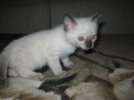 Отдам в добрые руки