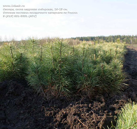 Сеянцы кедра, сеянцы сибирского кедра - рассада на доращивание.