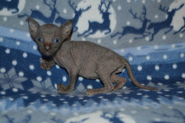 Изумительный котик и кошечка Корниш рекс на резервирование 3