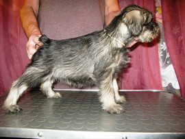 Миттельшнауцера щенки