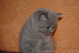 Британские котятки- милые ребятки. 6