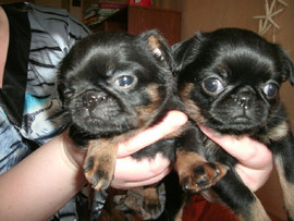 Малый брабансон. Черно-подпалые девочки