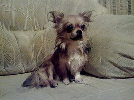 Продается чихуахуа