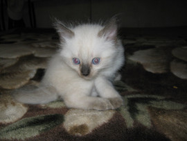 Отдам в добрые руки 3