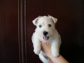 щенки Вэст-Хайленд-Вайт-терьера