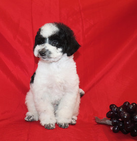 Щенок пуделя черный с белым арлекин