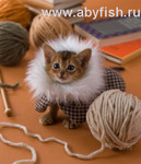 Элитные абиссинские котята