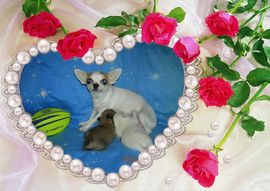 Чихуахуа щенки на продажу разного окраса