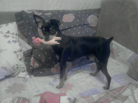 Мальчик той-терьер ищет девочку для вязки!!!