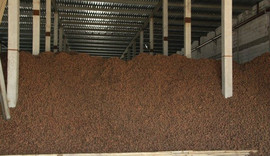 Картофель Оптом напрямую со склада производителя от 20 тонн