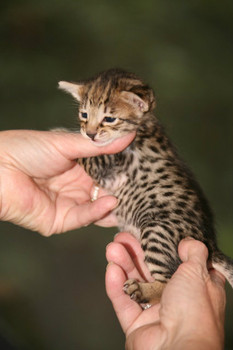 котенок Саванна F5