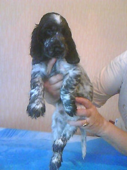 продаю щенков кокер спаниеля 3