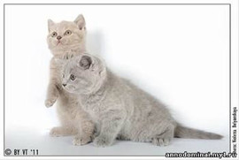Котята британские плюшевые голубые и лиловые. 4