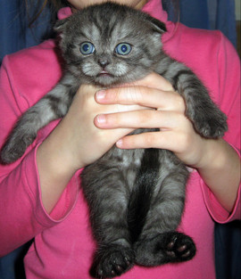 Шотландская вислоухая кошечка 3