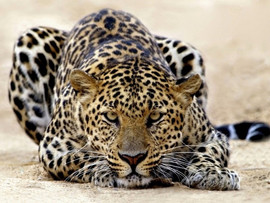 Предлогаю натуральную косметику,завоевавшую золотую медаль в 201