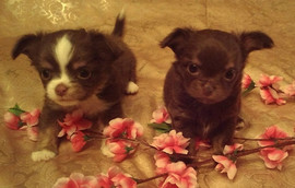 Девочка и мальчик шоколадные, без недостатков, РКФ