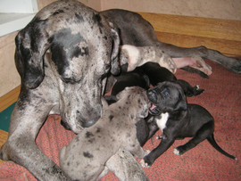 Щенки Немецкого дога