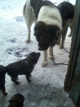 Щенки кавказкой овчаки