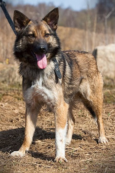 Бетти - собачка в семью с детьми 2