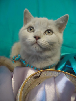 Шотландские клубные котятки 3