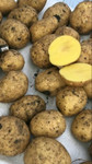 Картофель оптом со склада от производителя