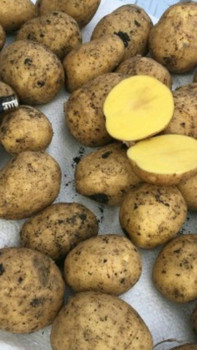 Картофель оптом со склада от производителя