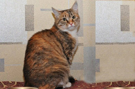 Кошечка Дшенька в добрые руки 2