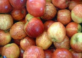 Яблоки оптовые поставки с Краснодарского края