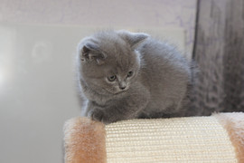 Шотландские котята 2