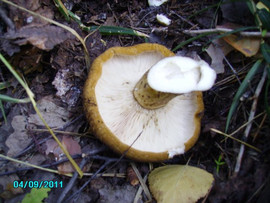 Грузди чёрные, солёные, бочковые 9