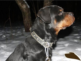 Ротвейлер Грифин ищет хозяина