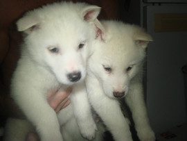 Питомник С Туруханского края