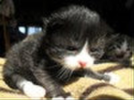 Сибирские котятки