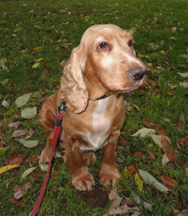 Мишель-английский спаниель в дар