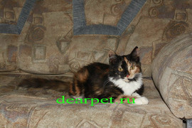 Временное содержание кошек в квартире