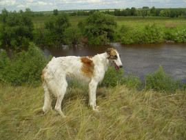 Продаю щенков русской псовой борзой