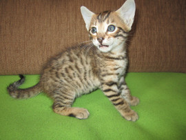 Котята Саванны! 2