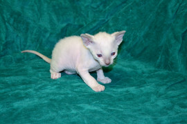 Котик корниш рекс окраса лиловый поинт